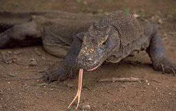 c mon animal pr&eacute;f&eacute;r&eacute; (cpa le pigeon mdr) voial jador cet animal robuste &eacute; tt il &eacute; tp bo!!